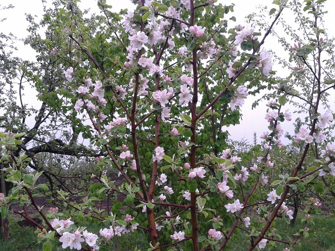 Зорка цв.jpg