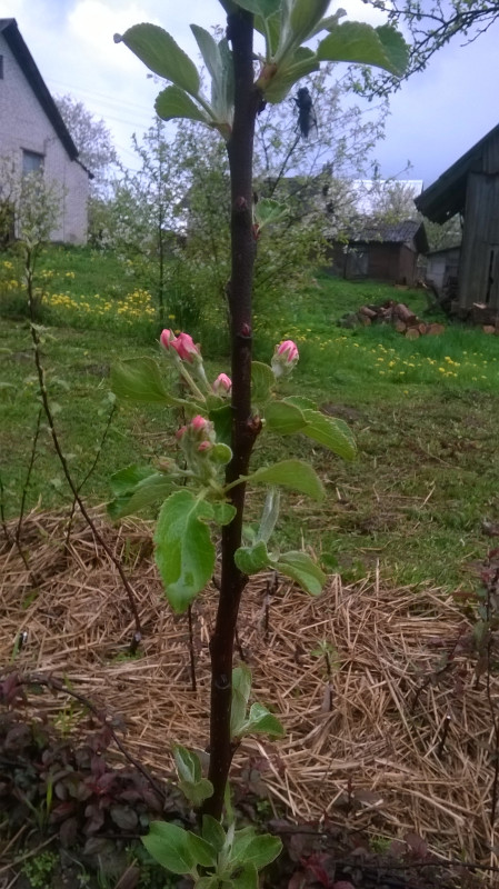 WP_20190511_002.jpg