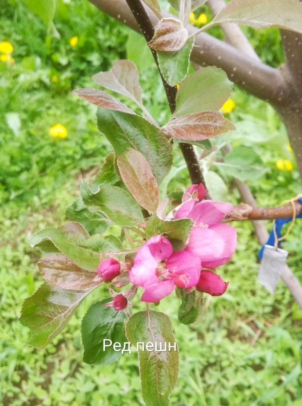 IMG_20190513_120433.jpg