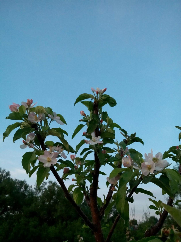 топаз