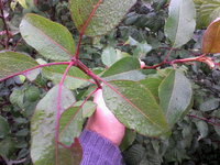 IMG_20130911_081626.jpg