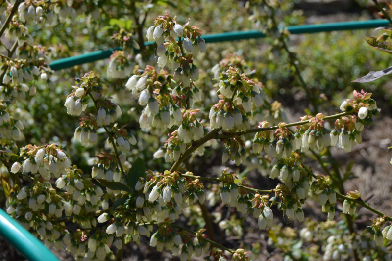 DSC_0466.JPG