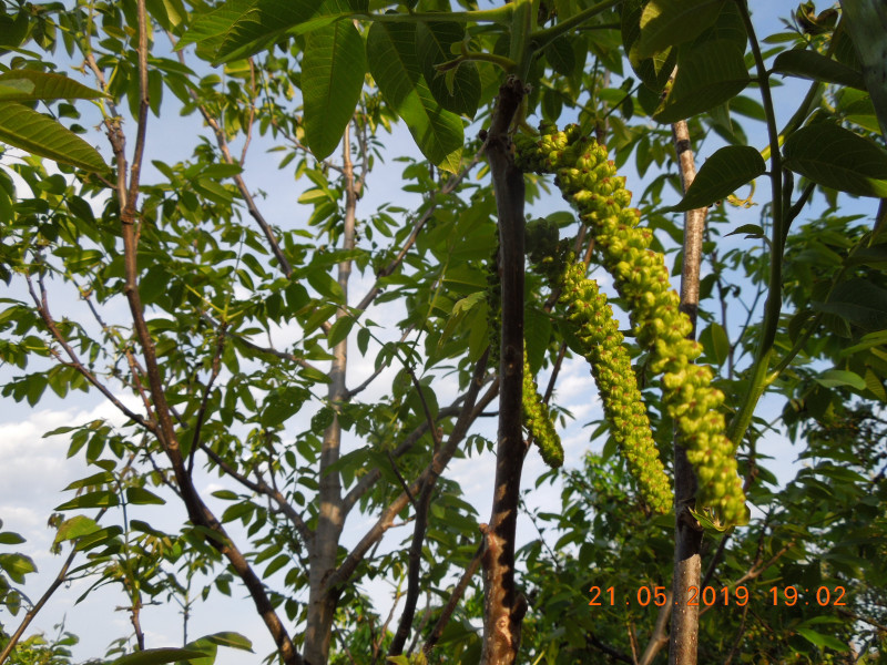 DSCN7511.JPG
