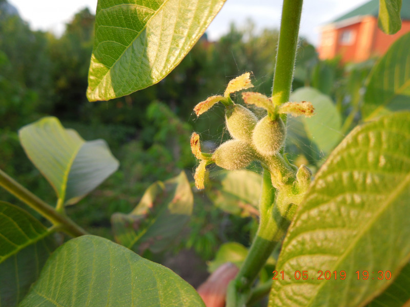 DSCN7518.JPG