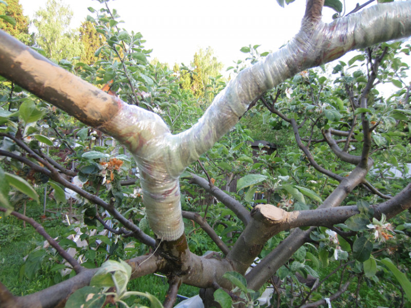 кора4.jpg