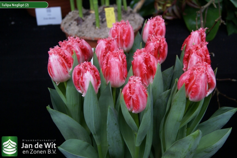 Tulipa Negligé (2).jpg