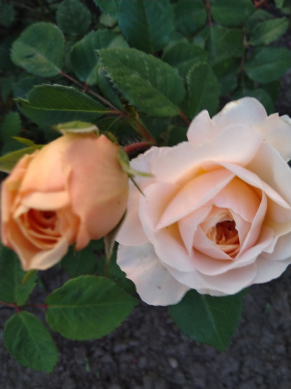 Crocus Rose(корнесобственная)