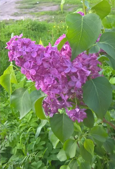 20190531_205933.jpg