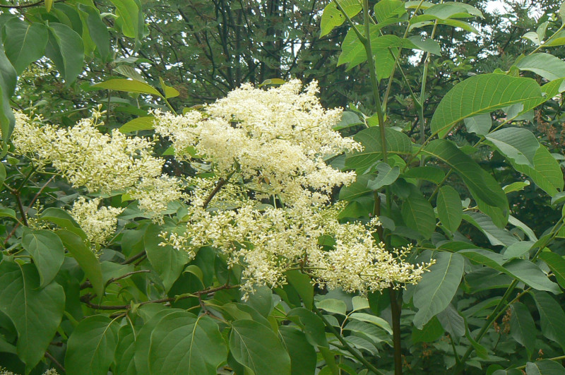 P1440084.JPG