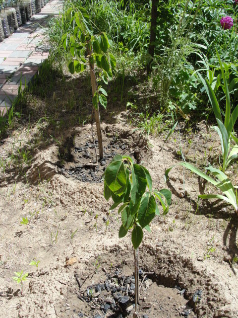 DSC06355.JPG