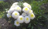 1829 Marilyn White