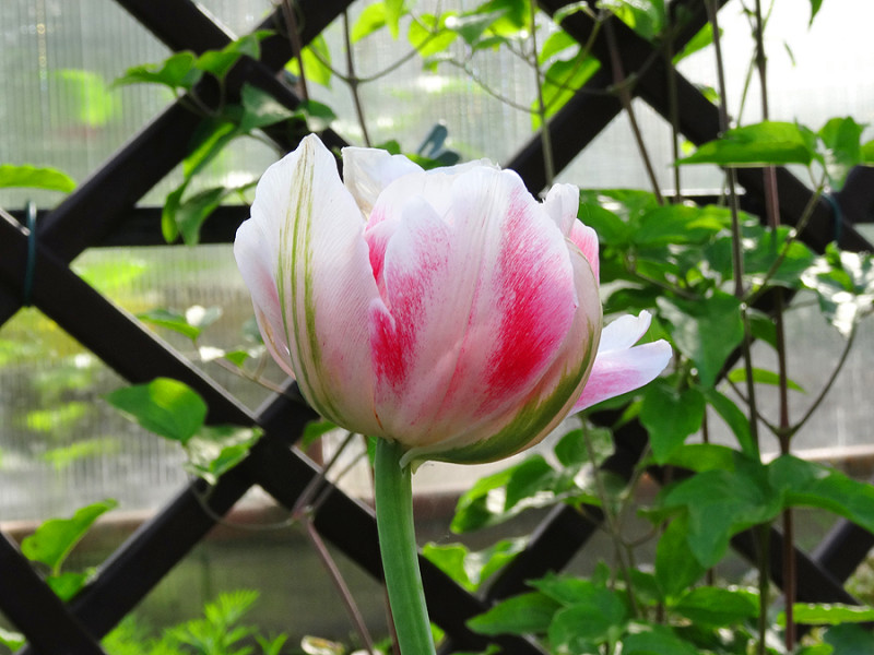 copDSC00961.jpg