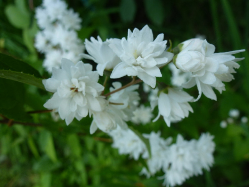 Дейция (16.06.2019)