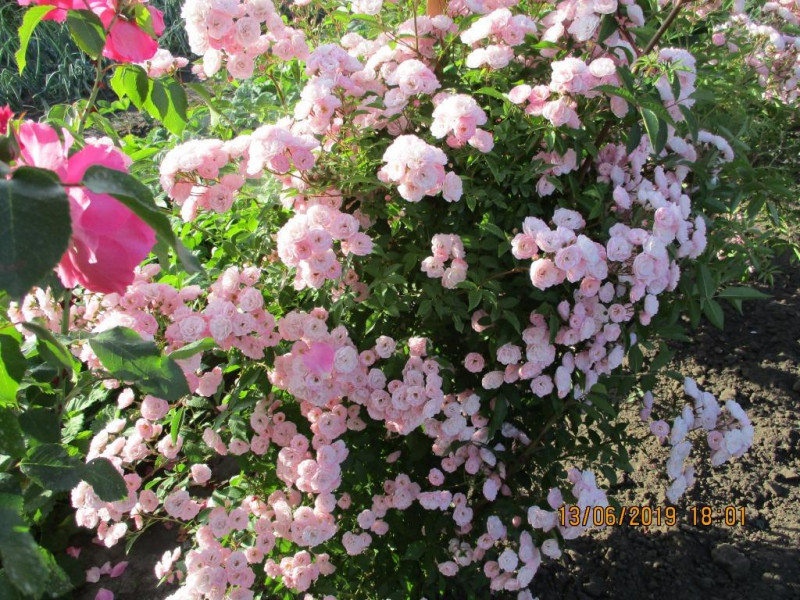 Heavenly Pink
