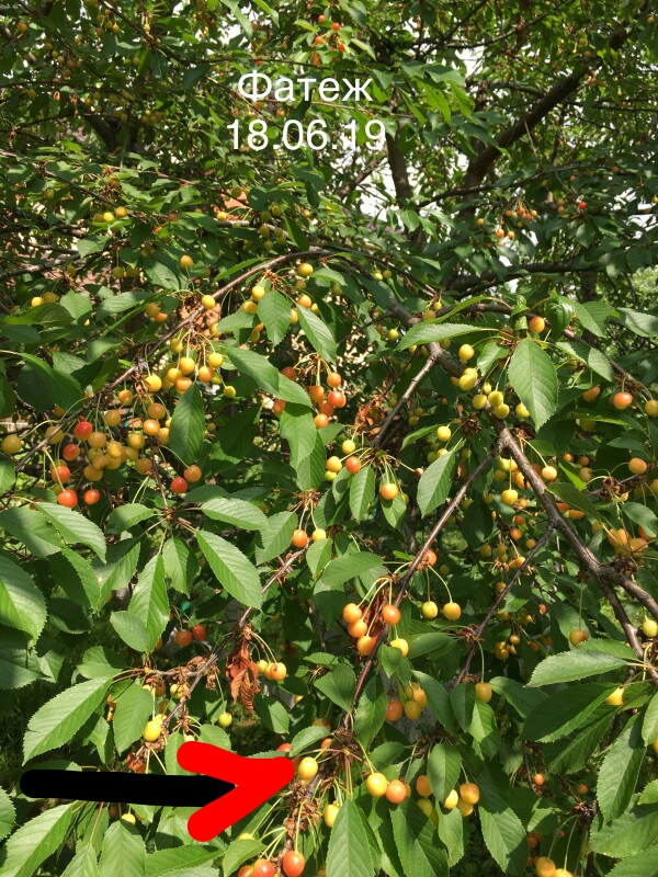 IMG_20190618_205009.jpg