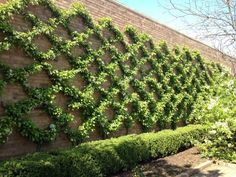 6c2f89bdf027bdf74ea9c4506b015601--wall-trellis-vine-trellis.jpg