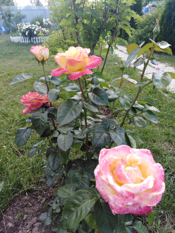 IMG_20190620_162350.jpg