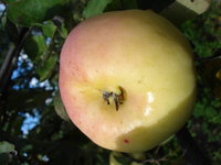 DSC02060.jpg