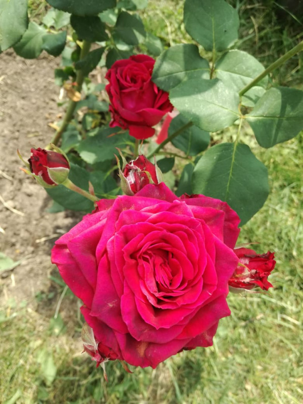 IMG-20190622-WA0014.jpg