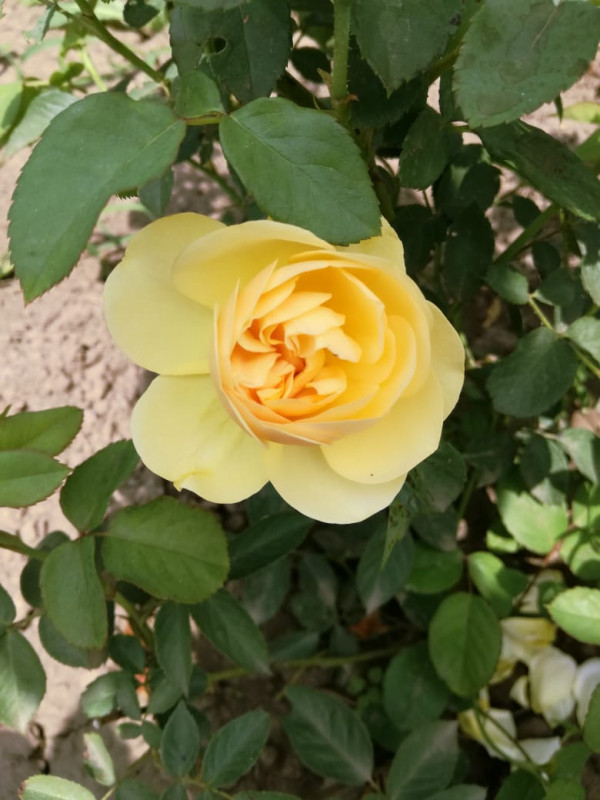 IMG-20190622-WA0017.jpg