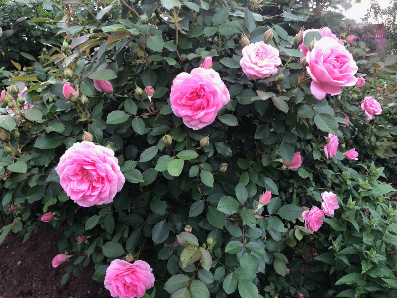 A5A4AB33-D937-410F-B16E-8293ECBC1E8A.jpeg