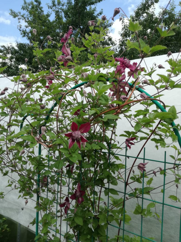 IMG-20190623-WA0004.jpg