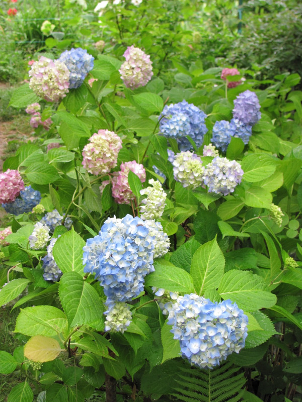 IMG_0061.JPG