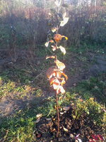 IMG_20131101_101241.jpg