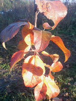 IMG_20131101_101255.jpg