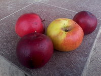 IMG_20131101_124901.jpg