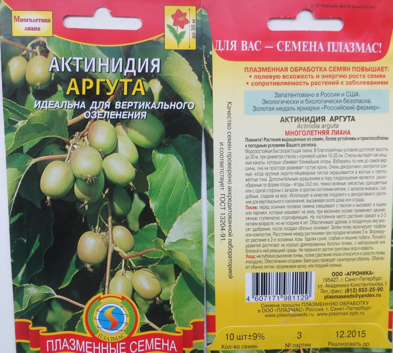 Актинидия 2.jpg