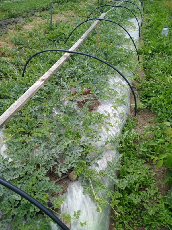 Бахча северная грядка 20190630.jpg