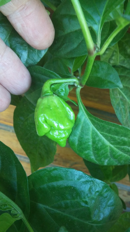 20190702_Перец Trinidad  Scorpion.jpg