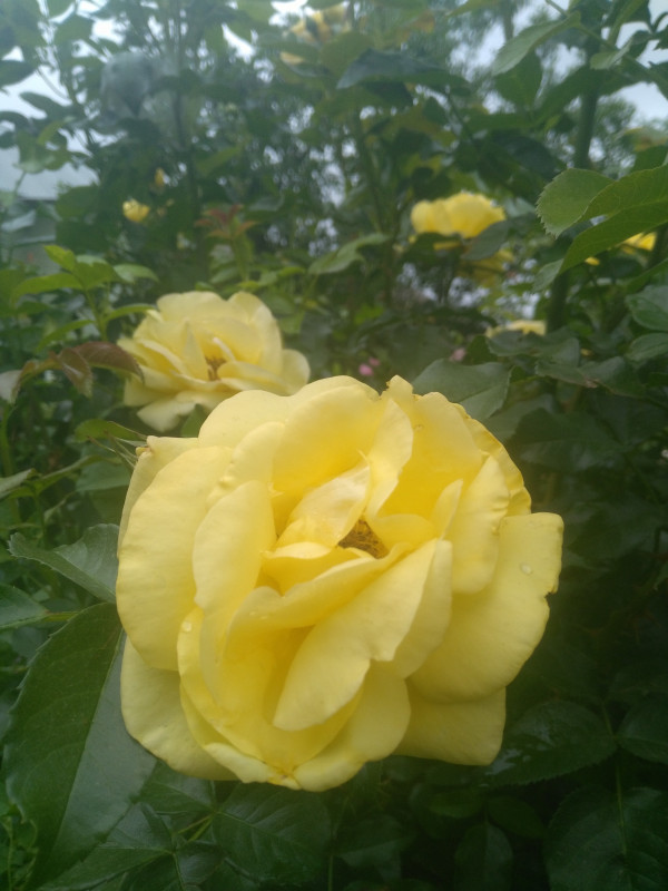 IMG_20190615_084148.jpg