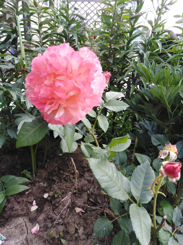 IMG_20190705_170311.jpg