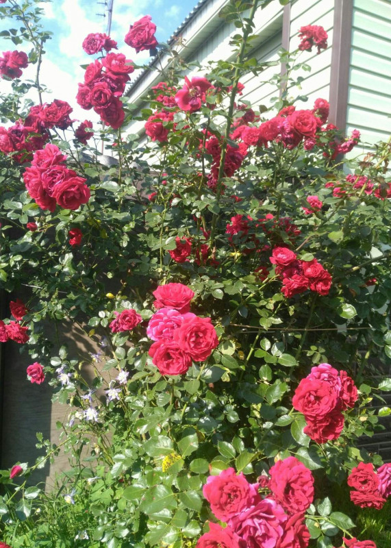 IMG_20190708_213007.jpg