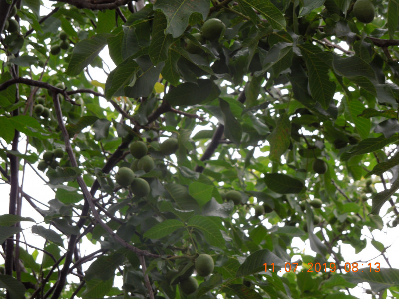 DSCN7785.JPG