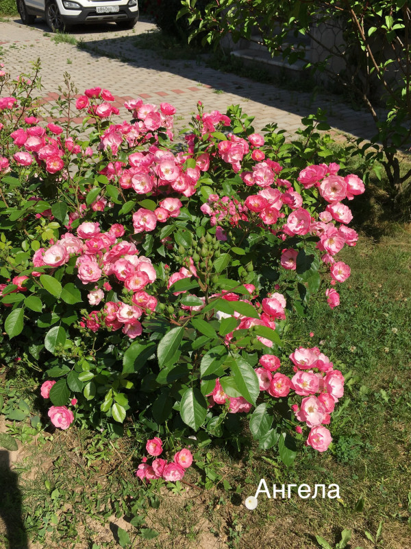 8D1B4753-7EBF-4D33-B769-344BE2B20106.jpeg