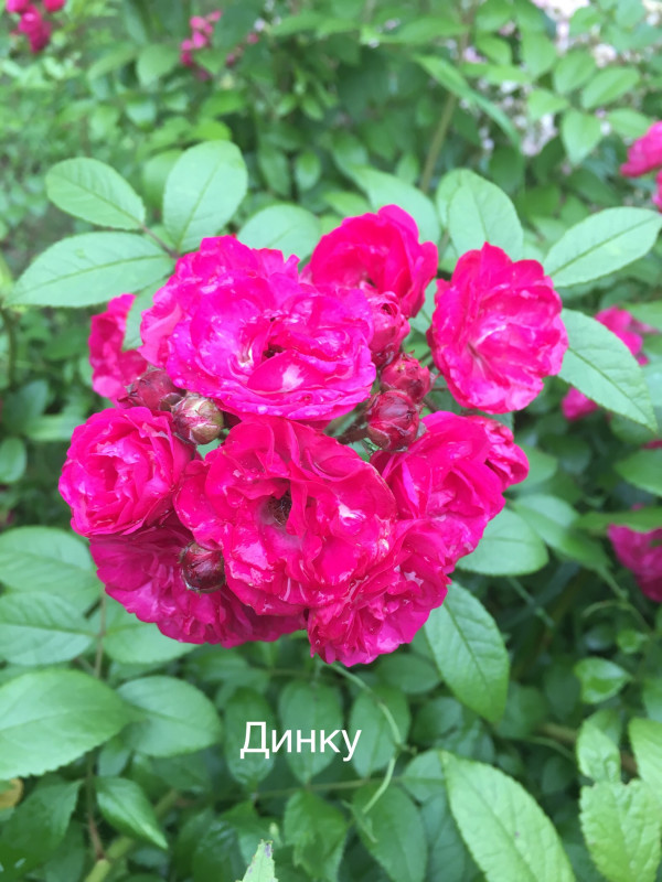 7B161CDC-AC5F-43C3-8209-B16A326C4578.jpeg