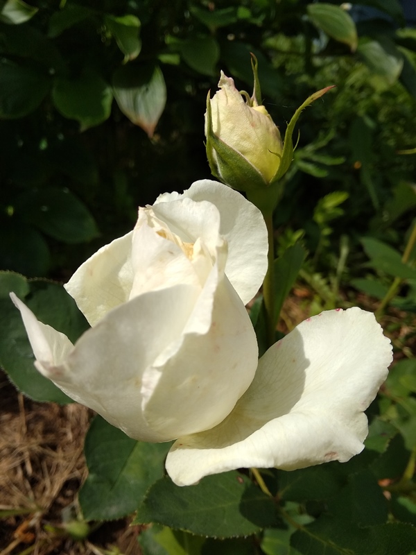 WHITE SYMPHONIE 1.jpg