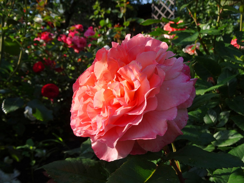 copDSC01038.jpg