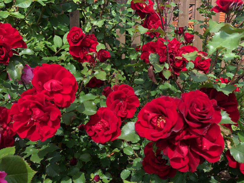 Roter Korsar