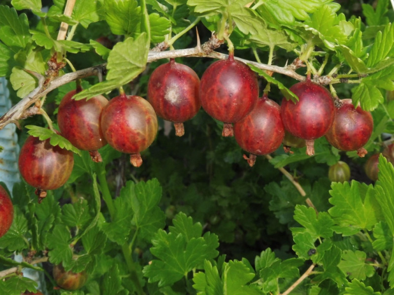 Финик (20.07.2019)