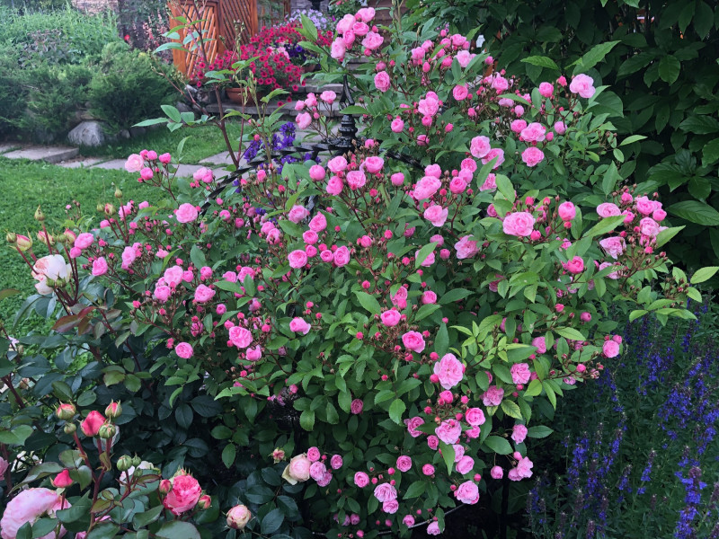 Heavenly Pink, Lens