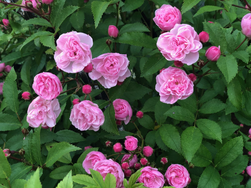 Heavenly Pink
