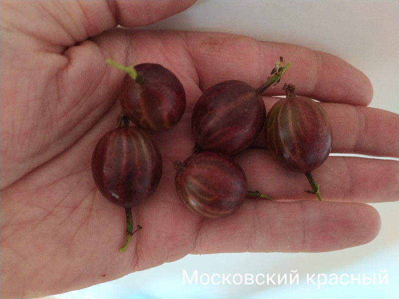 IMG_20190720_165115.jpg