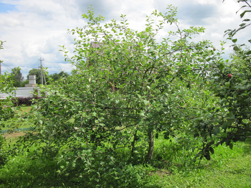IMG_0685.JPG