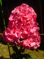 DSC03533.JPG
