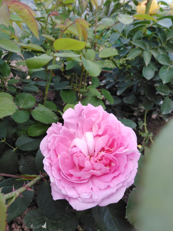 IMG_20190729_095258.jpg