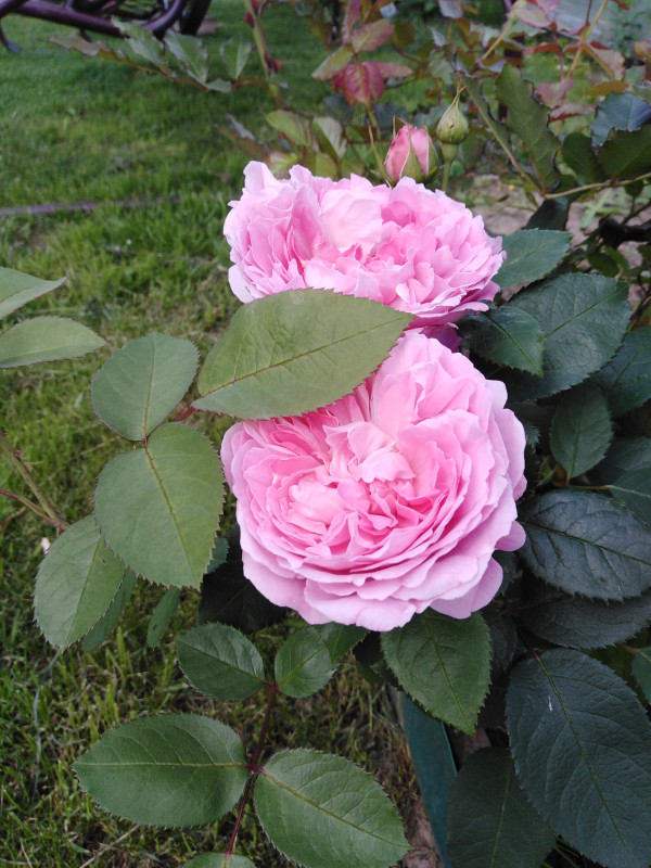 IMG_20190729_095233.jpg